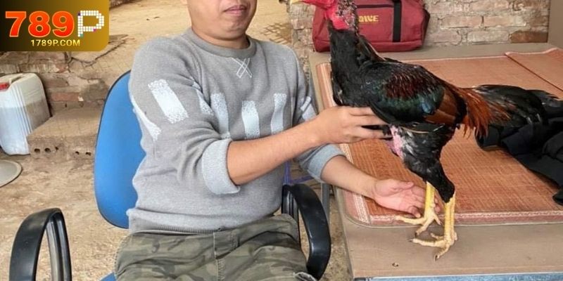 Tiêu Chí Quan Trọng Khi Chọn Gà Đá