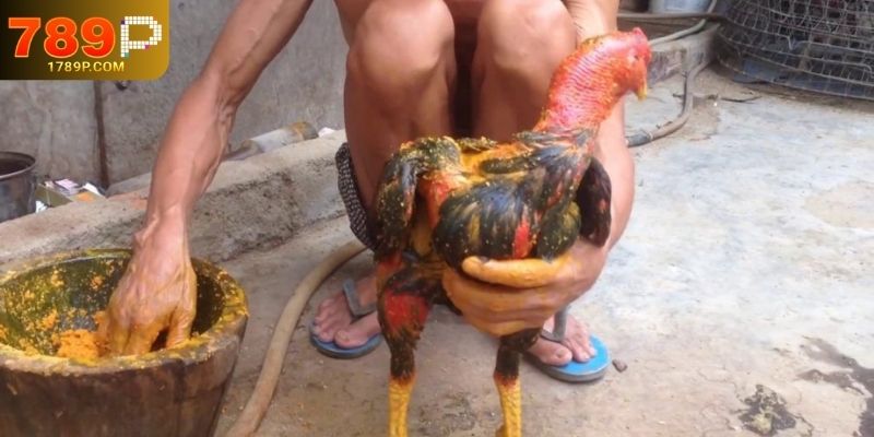 Chiến Thuật Chọn Gà Đá Theo Phong Cách Thi Đấu