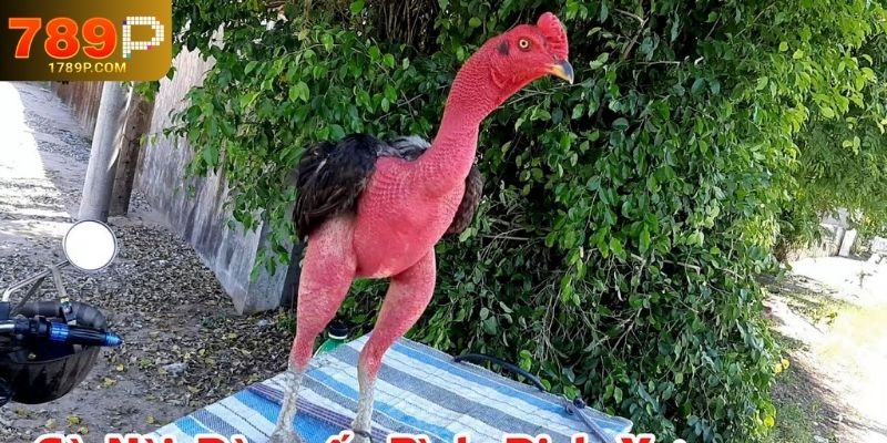 Chiến Thuật Tối Ưu Hiệu Quả Trong Đá Gà
